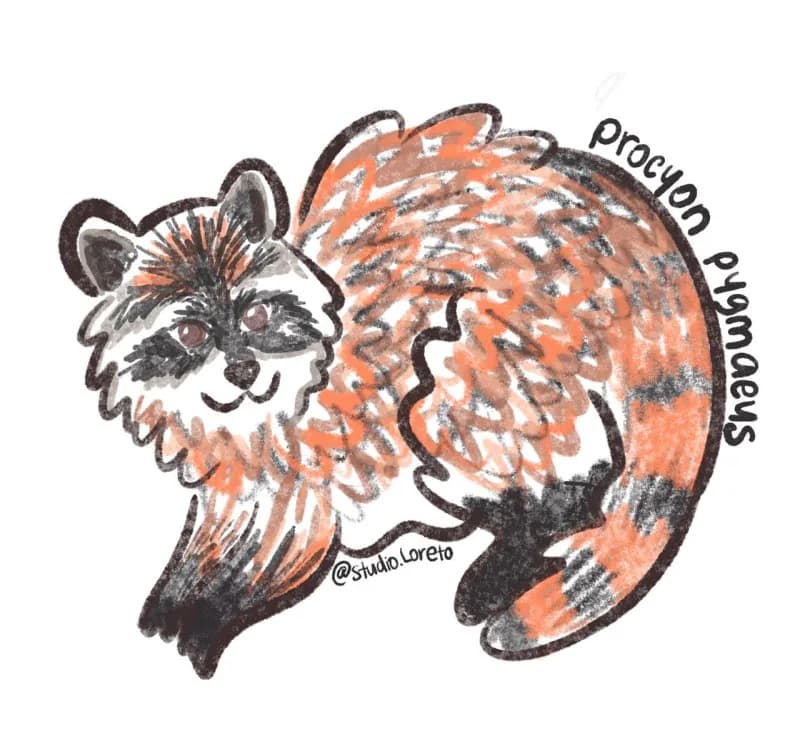 Illustration of an orange Cozumel raccoon